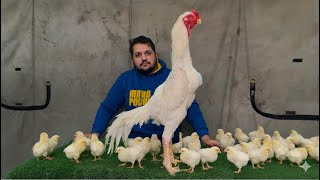 100% Original King Shamo Chicks, Pakistani Number One Shamo Fram, Aseel Murga Kurak murgi, Hsn 