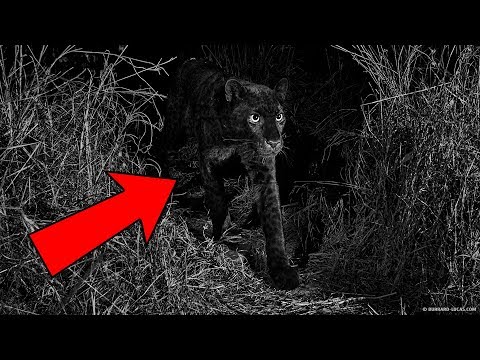 Video: Schwarzer Panther In Afrika Zum Ersten Mal Seit Einem Jahrhundert Gesehen