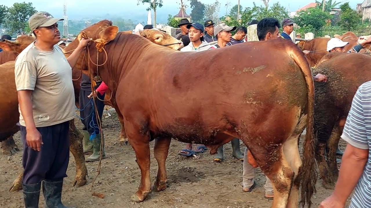 KUMPULAN SAPI GEMUK DAGING SUPER‼️ PASAR SAPI PLAOSAN