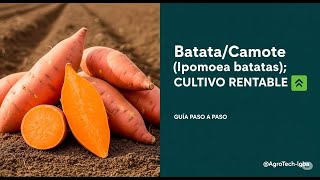 Cultiva BATATA / CAMOTE Paso a Paso y Gana más Dinero ¡Empieza Hoy!