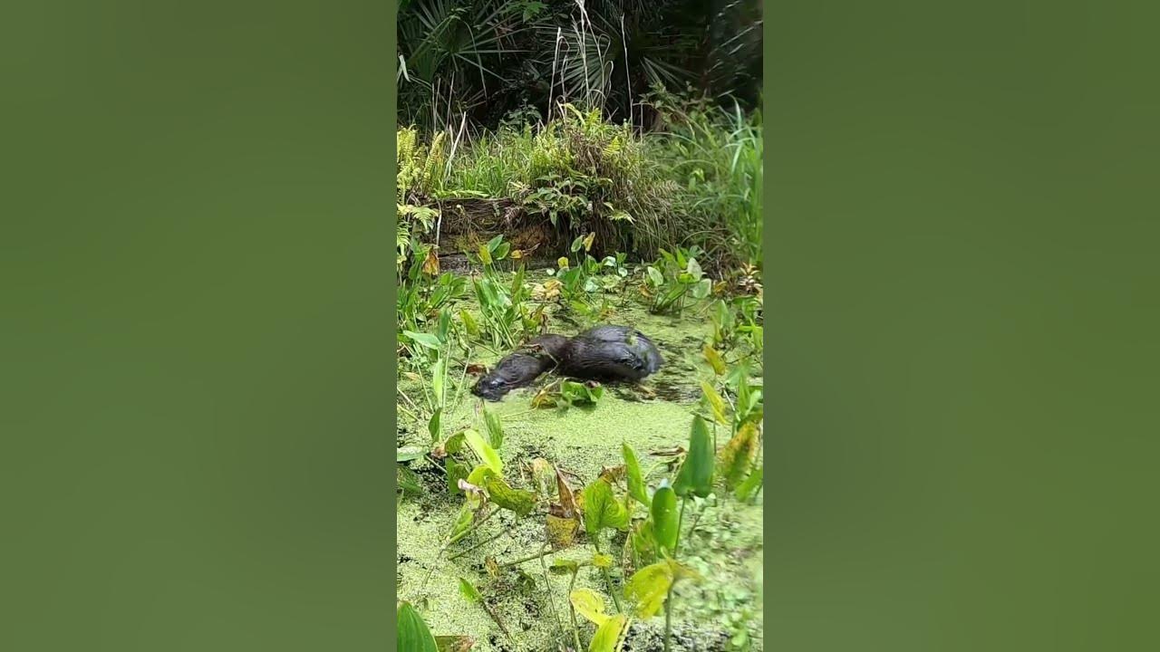Sea otters playing at Rock Springs Florida. swamplife kayaking 