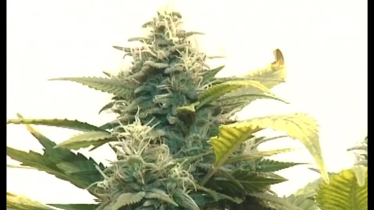 CANNABIS EN FRANCE VERSION OFFICIELLE