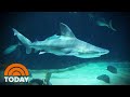 Family Fights Off Shark That Bit 16-Year-Old in North Carolina | TODAY