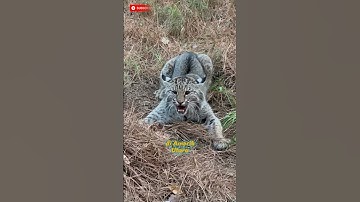 KUCING INI BERHASIL MEMBUNUH ULAR DERIK!