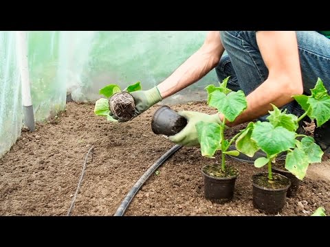 Wideo: Plastikowy Wałek Do Zawieszania Ogórków I Pomidorów W Szklarni