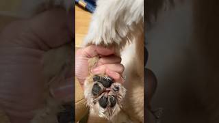 Обязательно мой лапы пенкой! Не только во избежании грязи, но и во избежании грибка! Пенка 248237382