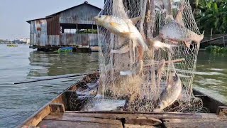 chài trúng bầy cá cóc đường về trúng cá chim lớn lắm mọi người ơi