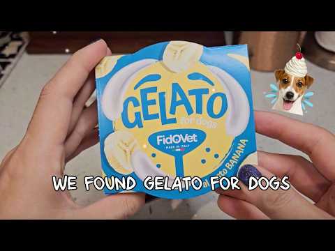 We Bought Italian Gelato for Our Dog! 🇮🇹🍦🐶 | $5 Taste Test