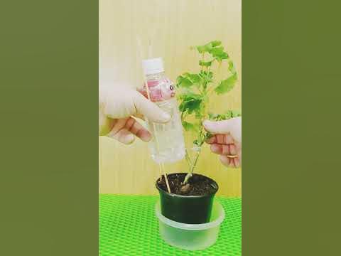 Капельный полив для домашних цветов своими руками - YouTube