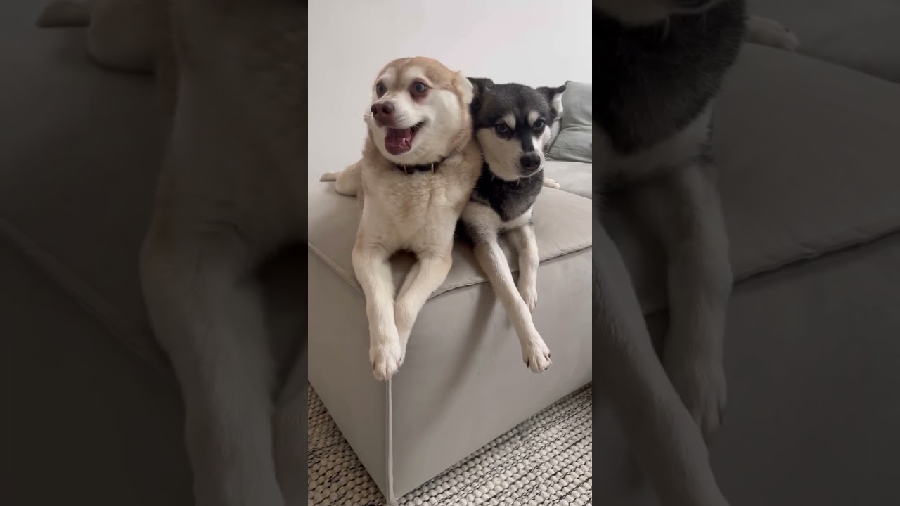 Difference Between Male And Female Dogs - Puppy Voices 🥹 
