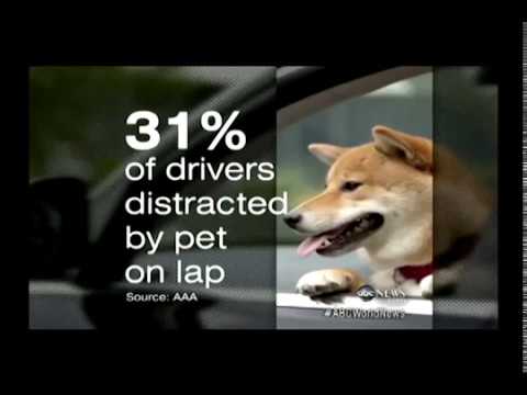 วีดีโอ: เข็มขัดนิรภัยสำหรับสุนัขเป็นการเสียเงินหรือผู้ช่วยชีวิตหรือไม่?