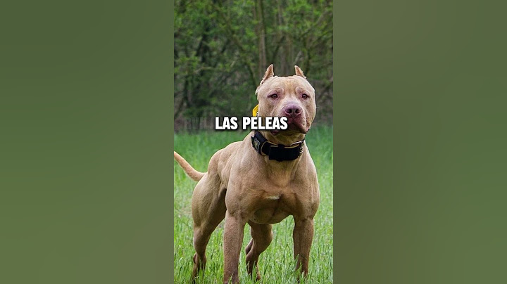 Resultado Cruce de un Pitbull con un Dogo Argentino #shorts #pitbull #dogoargentino
