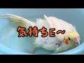 雛 初めての水浴びで入浴しちゃった！洗面器でドップリ浸かるオカメインコのきなこ