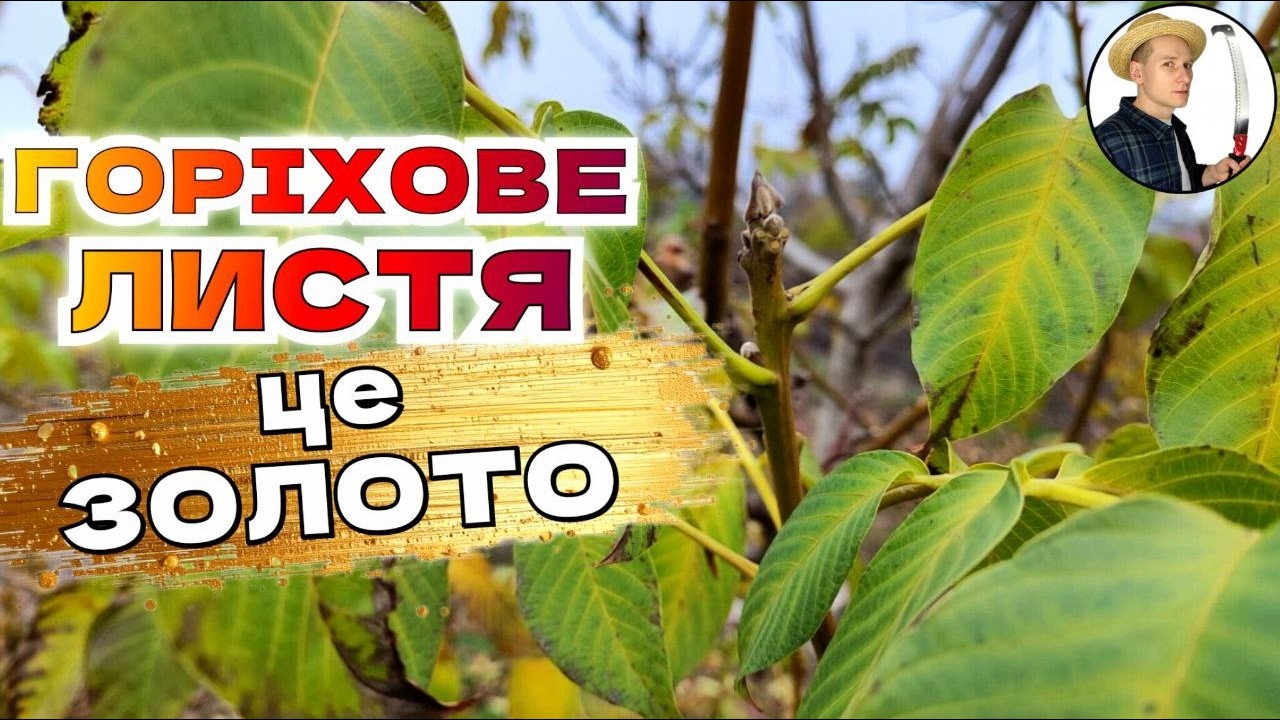ГОРІХОВЕ ЛИСТЯ ЦЕ ЗОЛОТО! Що з ним робити в саду?