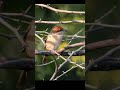 Brown Shrike #shorts