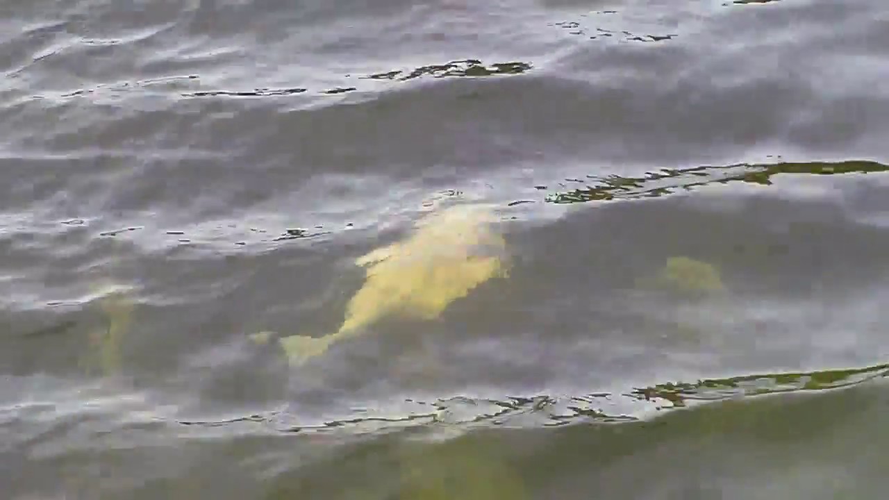 bassrush Albino catfish sighting miami lake