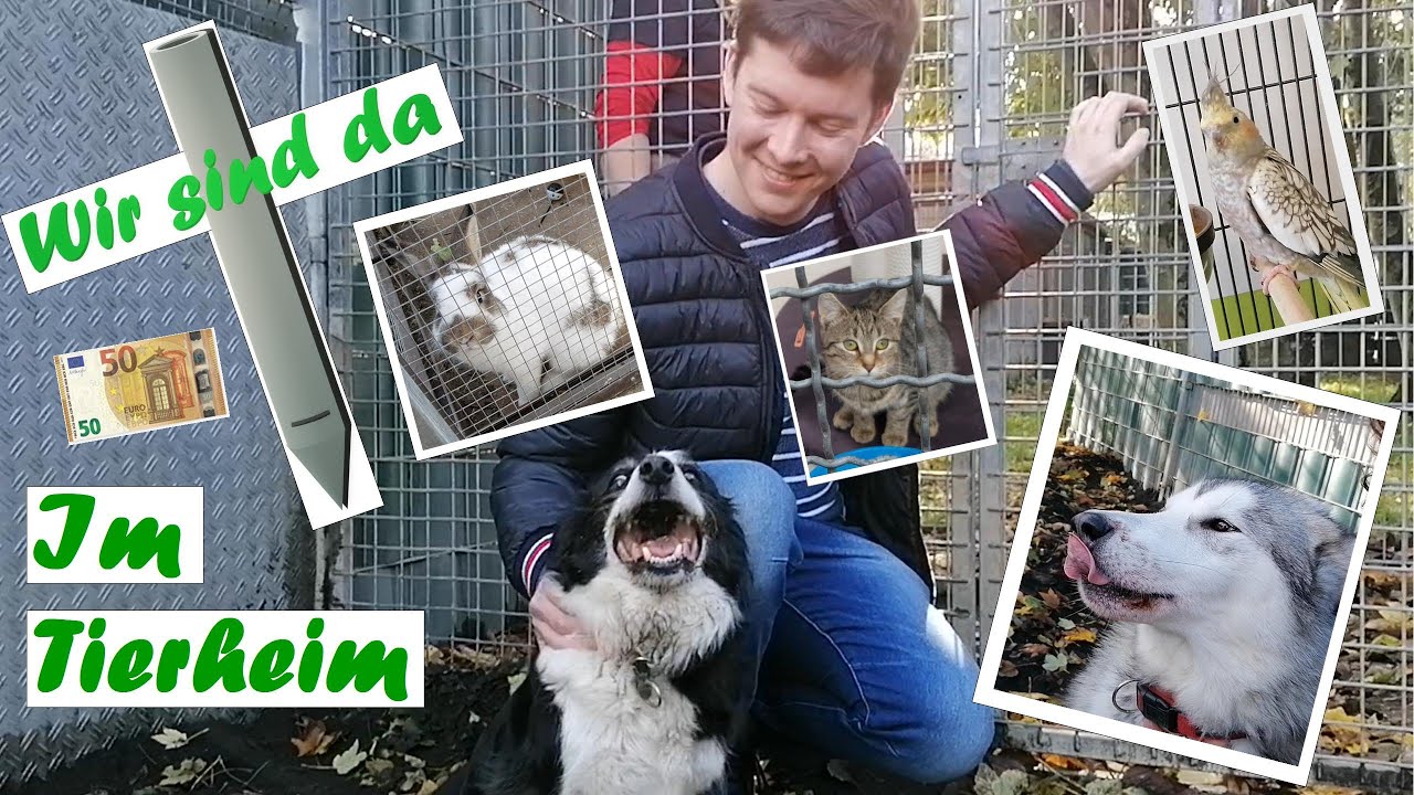 Wir sind da für das Tierheim in Bad Kreuznach YouTube