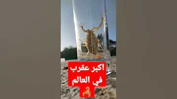 اكبر عقرب في العالم 