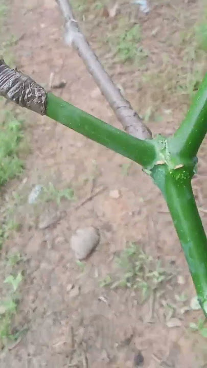 mikat burung kecil dapat burung prenjak 🤠👍