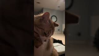 Late night neck rubs - with Goldie 🧡🐱