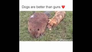 dogs are better than guns ??♥️