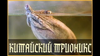 ДАЛЬНЕВОСТОЧНАЯ ЧЕРЕПАХА ИЛИ КИТАЙСКИЙ ТРИОНИКС (Pelodiscus sinensis) ДАЛЬНЕВОСТОЧНАЯ ЧЕРЕПАХА ИЛИ КИТАЙСКИЙ ТРИОНИКС (Pelodiscus sinensis)