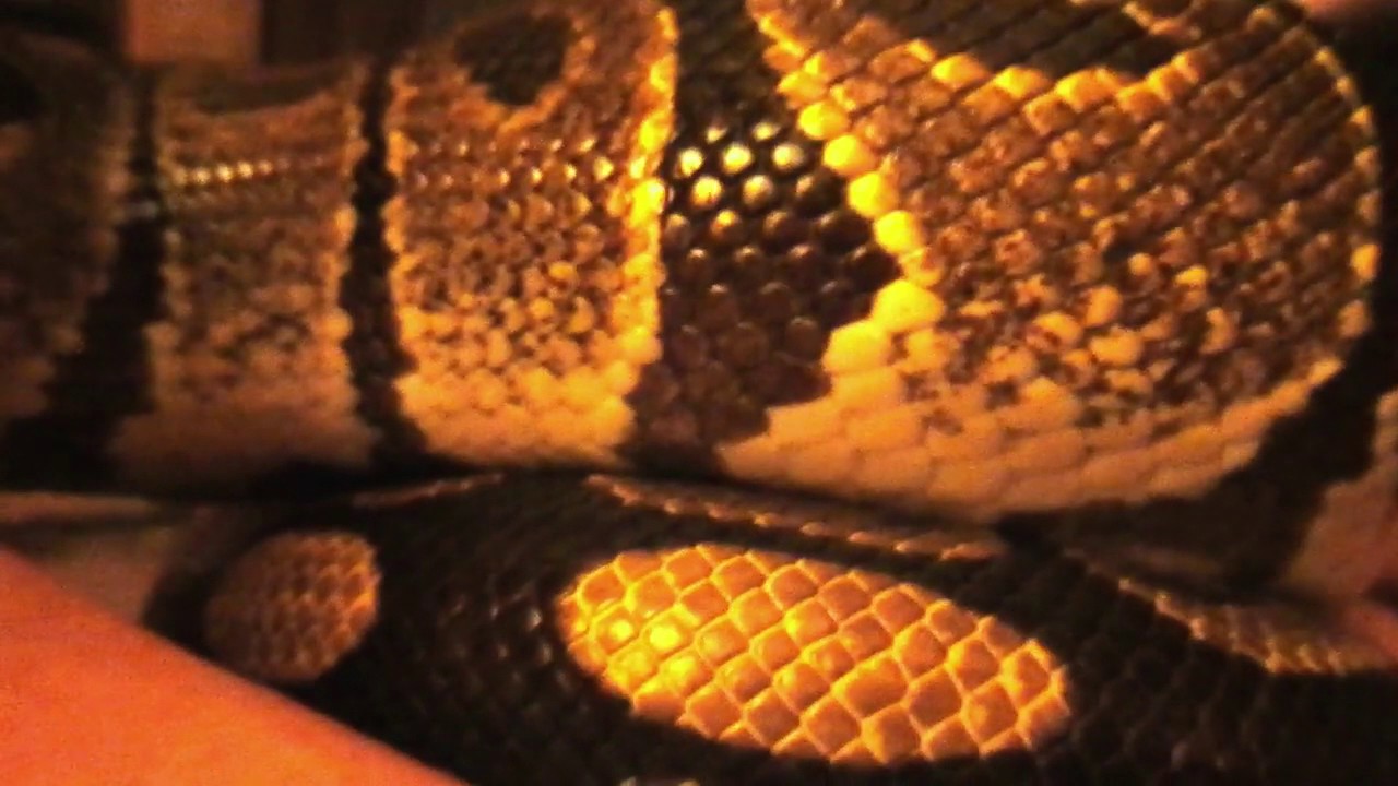 pythons for sale Check On Your Snakes !!