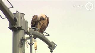 Vale Gier Gespot In Rossum