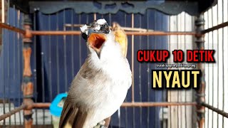 trucukan gacor TARUNG ROPEL PANJANG pancingan trucukan agar bunyi jadikan burung trucuk gacor NYAUT