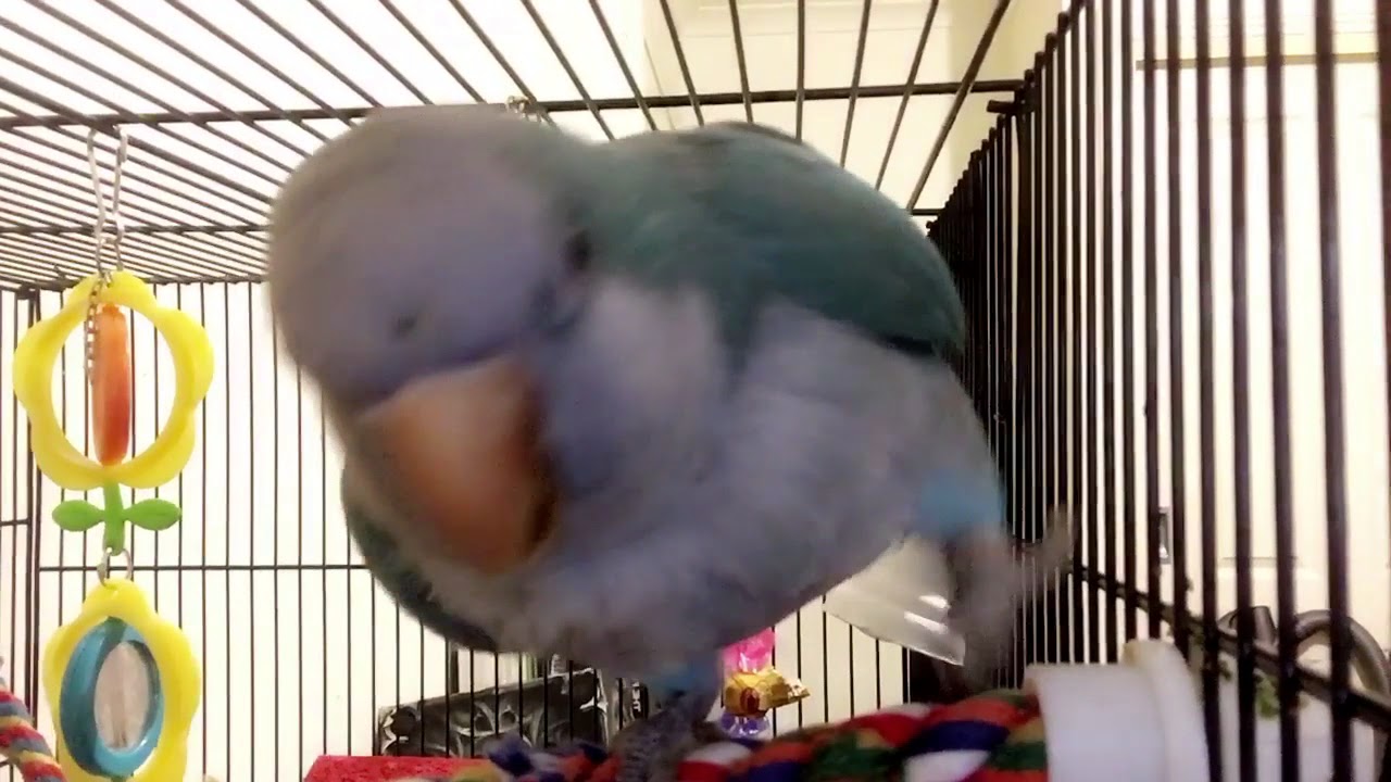 Quaker parrot making noises YouTube