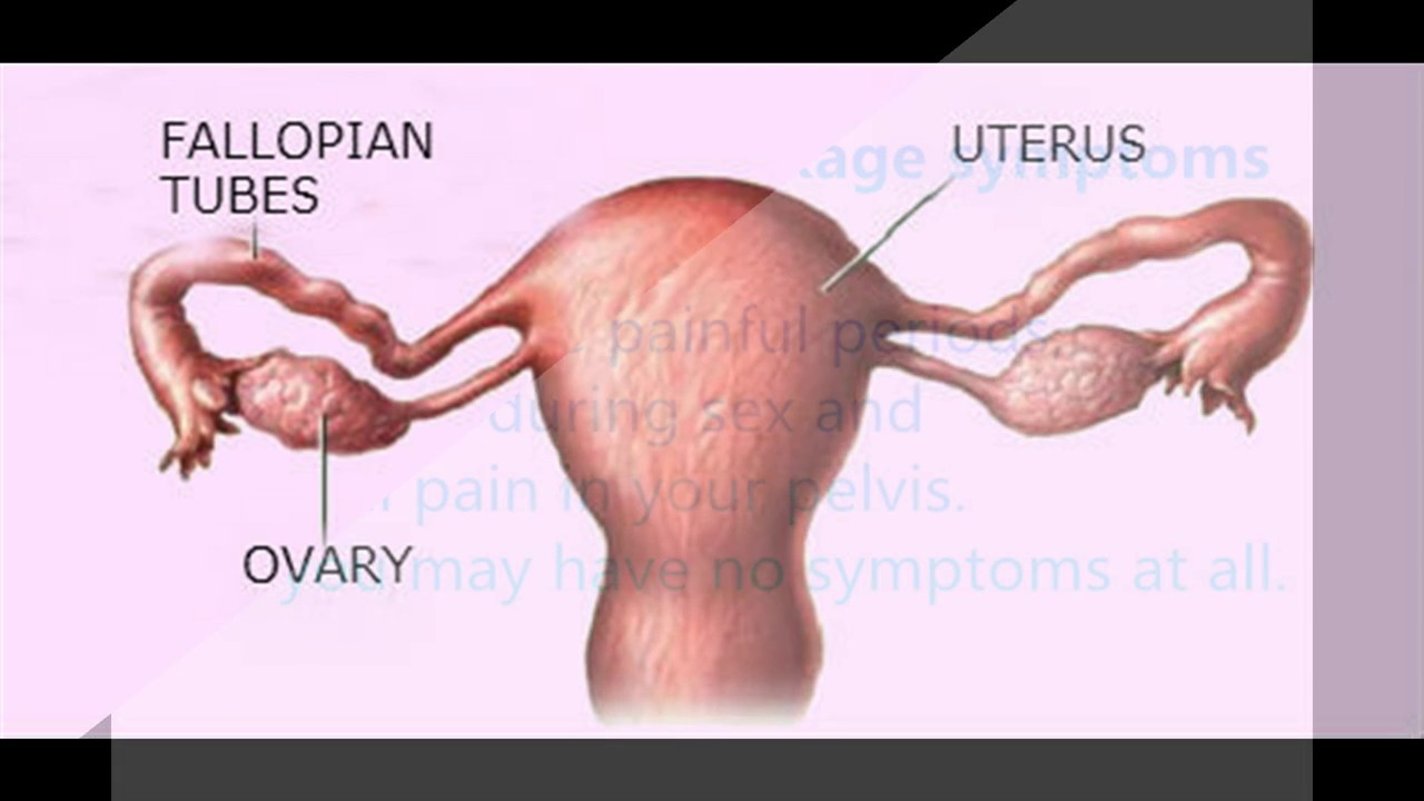 What they say about the GHA fallopian tubes What they say about the GHA fallopian tubes