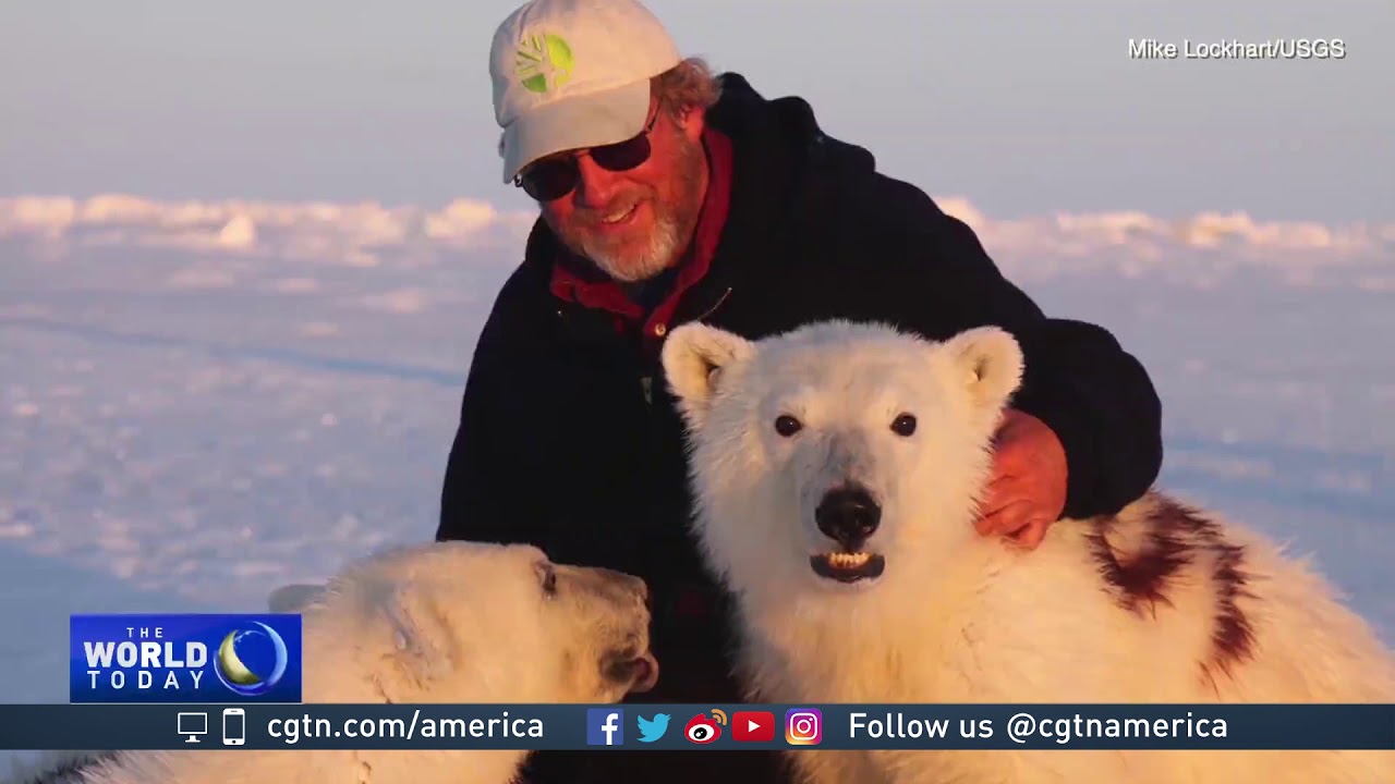 As Climate Change Melts The Arctic Polar Bears Have Nowhere To Turn 