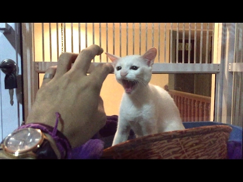 Pentingnya Kucing Bersosialisasi Dengan Kucing Lainnya