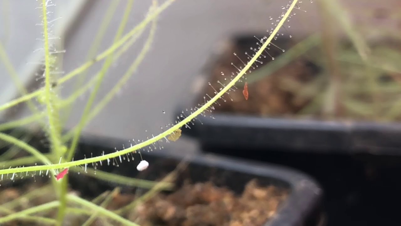 Byblis filifolia active carnivory fish food, no reaction to perlite