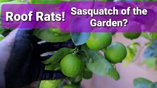 Sasquatch of the Garden | Roof Rats