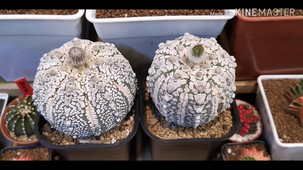 ขายคร บfb แคคต สชาวนา แคคต ส Cactus Cactusthailand กระบองเพชร แคคต สไทยแลนด ขาย แคคต สราคาเบาๆ Cactus Cactusesuculentas Plants Decor Terrarium