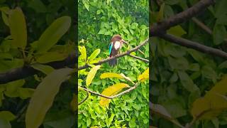 Rabbana La Tujigkulubana Surah Al E Imran Ayath 08birds trendingshorts