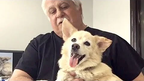 'He was thinking of dying': Vet on saving flea-infested dog Rascal