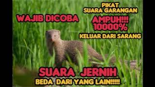 Suara pikat garangan paling ampuh. suara jernih TERBARU ‼️