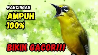 Hitungan Detik Pleci Jenis Papun Ikut Bunyi, Pancingan Ampuh Bikin Pleci Gacor