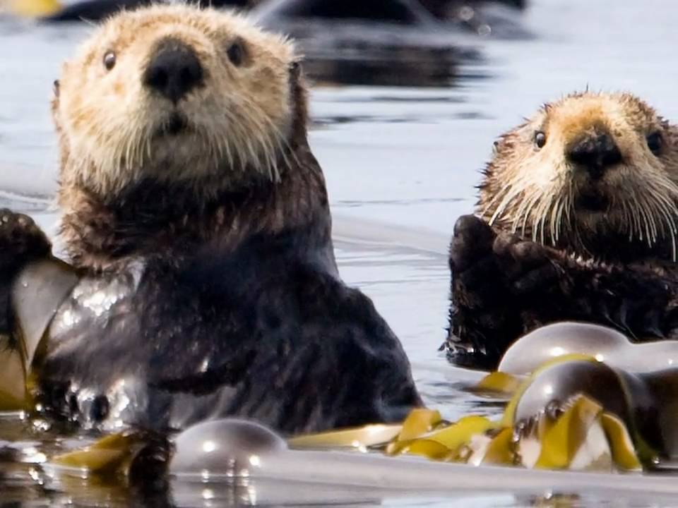 Sea Kayaking with Sea Otters, West Coast Expeditions, Kyuquot, Vancouver  Island, BC