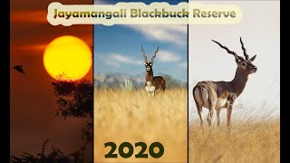 Jayamangali Blackbuck Reserve 2020 | Places to visit near Bangalore | Wildlife Photography forests