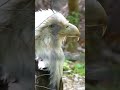 落ち着いた風格のハクトウワシ