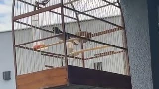 COLEIRO TUI TUI PROFESSOR CANTANDO LIMPO PURO PRA ENCARTE BADERNA ESQUENTA 🔥🎶🐦🥇🙏