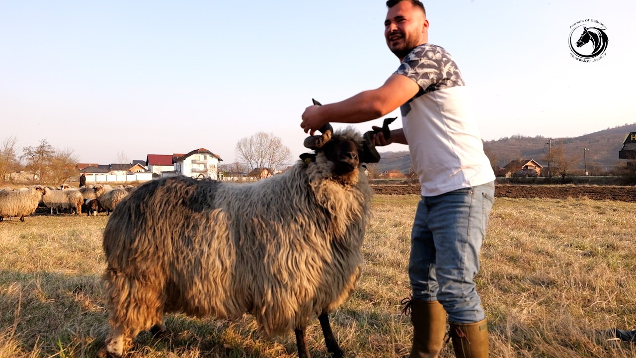 - ZA OVNA VILAŠA  PLATITI SMO  EMSADU  PITIĆU SA DUBA VREĆU PARA -