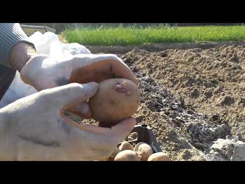 Kartof ekimi