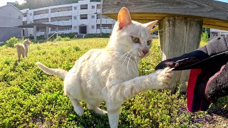 Cream-colored cats are wary of humans and attack my hand.