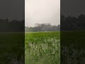 barish in bhu#rain #bhu