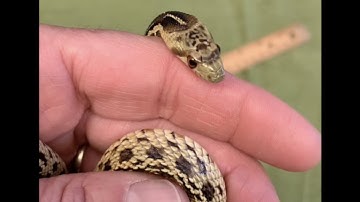 Meet Albert the Gopher Snake