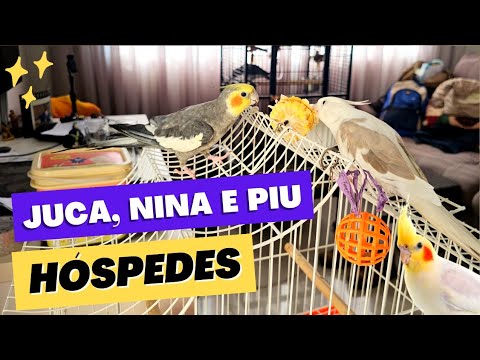 TEM 3 CALOPSITAS HOSPEDADAS COMIGO | CURIOSIDADES DE CADA UMA - UDP